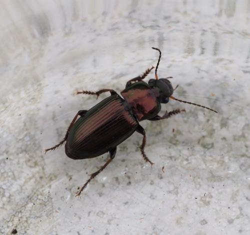 Réf. 242 629 : Harpalus distinguendus
